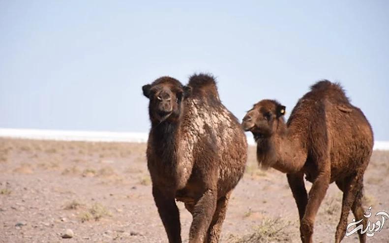 دو شتر در وسط کویر مصر